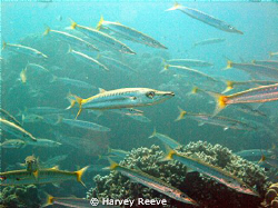 diving through a schoal of baracuda
 by Harvey Reeve 